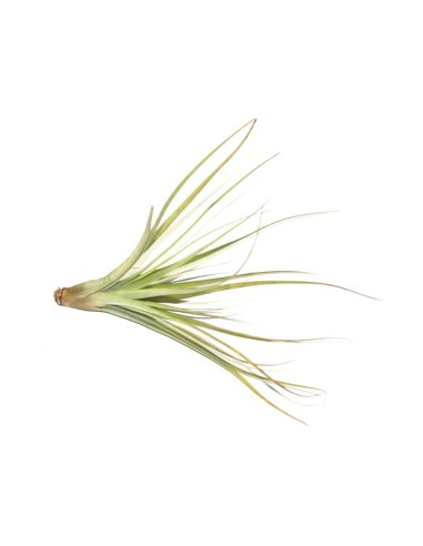 Tillandsies per esdeveniments