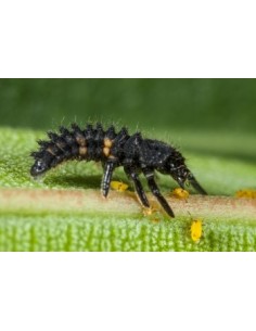 Adalia larvas - Larvas de mariquitas vivas para eliminar el plugón