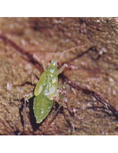 Macrolophus larvas - Larvas vivas para eliminar la mosca blanca