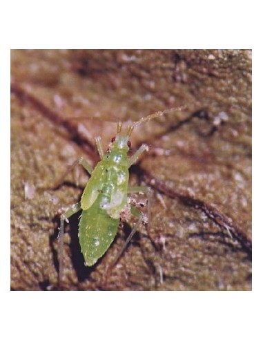 Larvas de Macrolophus - Larvas vivas para eliminar o mosca branca