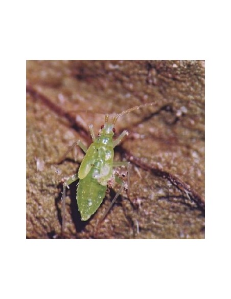 Larvas de Macrolophus - Larvas vivas para eliminar o mosca branca
