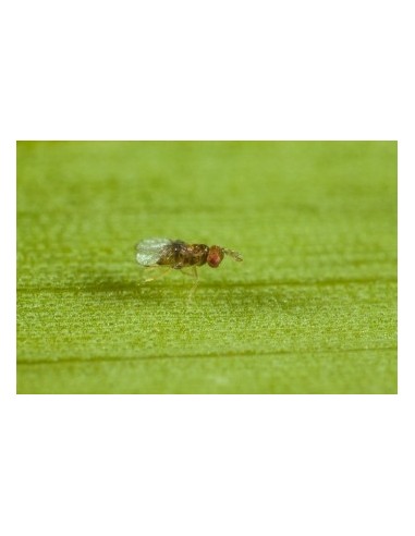 Trichobuxus - difusores de insetos vivos para eliminar a traça do buxo