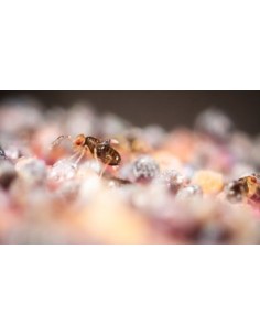 Trichorugas - difusors d'insectes vius per eliminar erugues