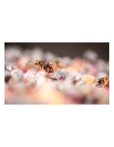 Trichorugas - difusores de insectos vivos para eliminar orugas