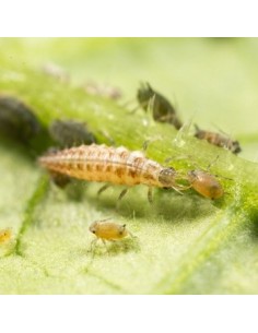 Chrysoperla - larvas vivas para eliminar todo tipo de insectos