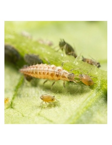 Chrysoperla - larvas vivas para eliminar todos os tipos de insetos