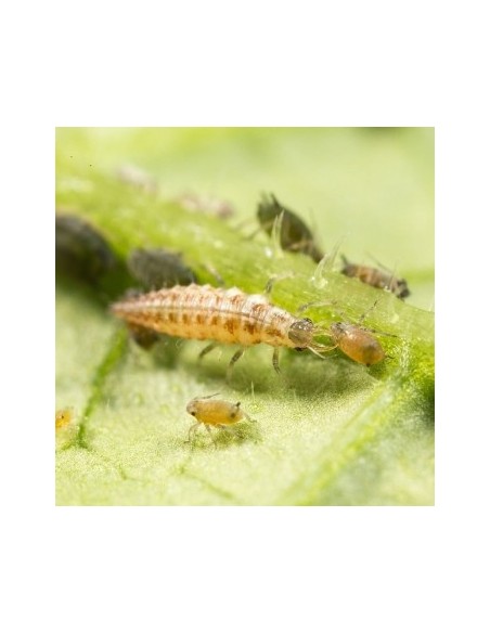 Chrysoperla - larvas vivas para eliminar todos os tipos de insetos