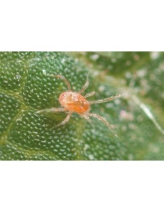 Phytoseiulus - insectes vius per eliminar àcars