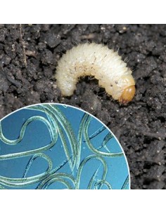 Nematodos para eliminar otiorrinco