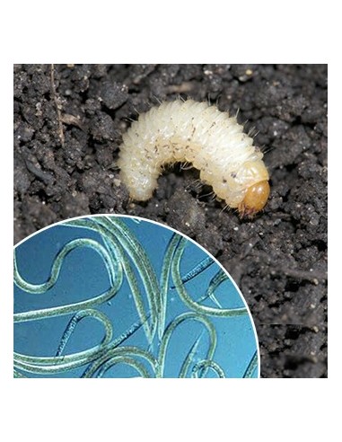 Nematodes per eliminar otiorrinc