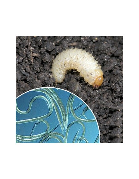Nematodes per eliminar otiorrinc