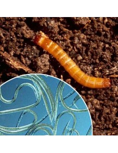 Adalia adulta - Mariquitas vivas para eliminar el plugón