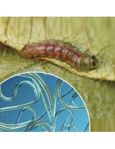 Nematodes per eliminar erugues