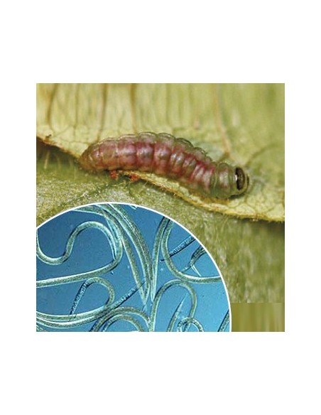 Nematodos para eliminar orugas
