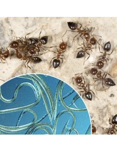 Nematóides para eliminar formigas