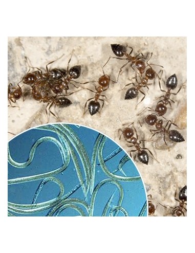 Nematodes per eliminar formigues