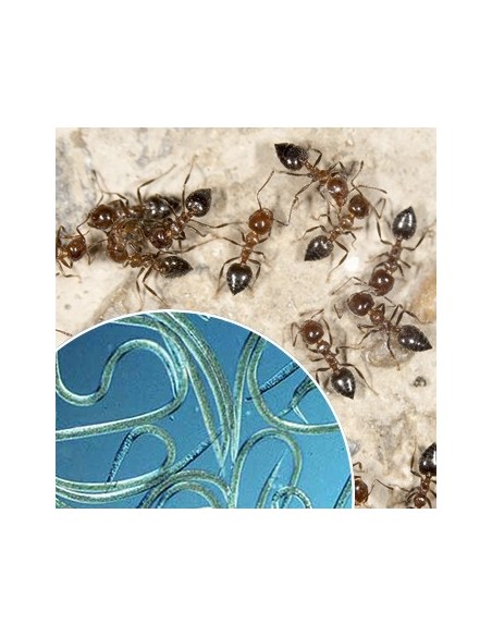 Nematodes per eliminar formigues
