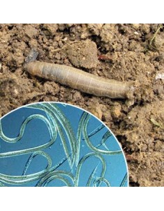 Nematodes per eliminar tupula