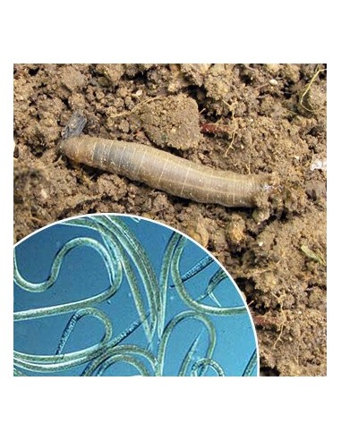Nematodos para eliminar tipula