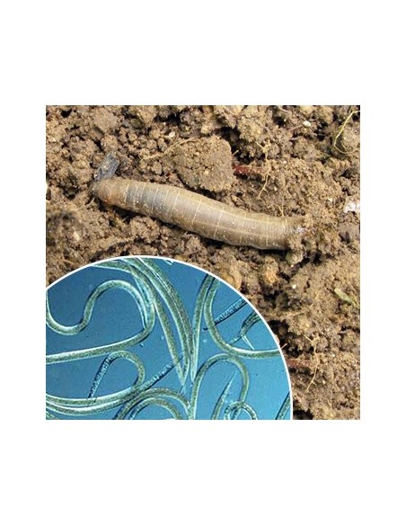 Nematodes per eliminar tupula