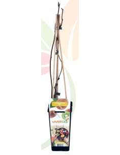 Kiwi autofértil Jenny (maceta 15 cm Ø)