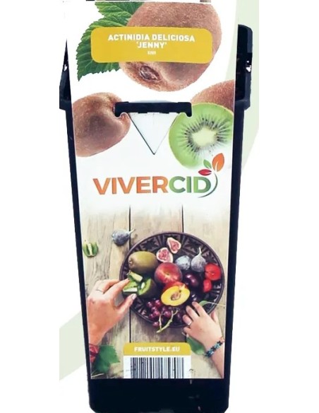 Kiwi autofértil Jenny (maceta 15 cm Ø)