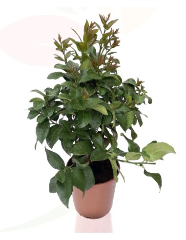 Limoeiro anão (vaso de 15 cm ø)