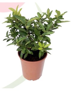 Limequat anão (vaso de 15 cm ø)