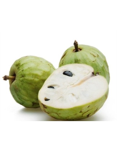 Chirimoyo (80 -100 cm de altura)