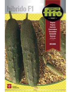 Semente de pepino Record (híbrido)