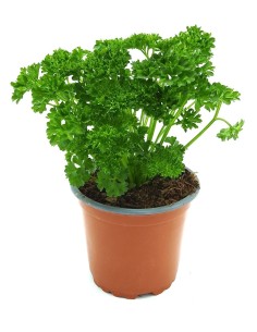 Salsa encaracolada ou chinesa (vaso de 10,5 cm) em Germigarden