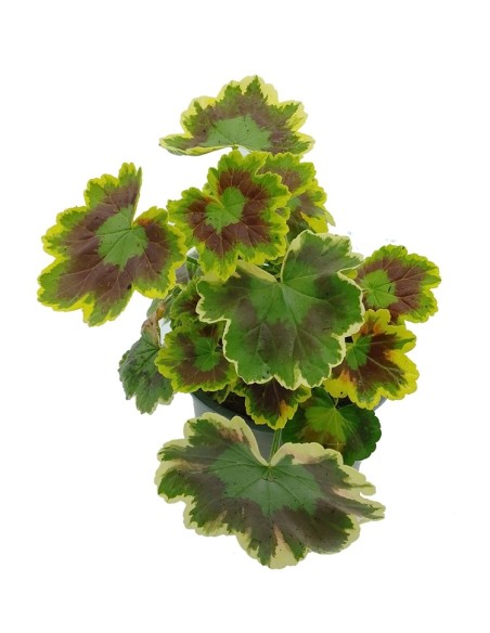 Geranio Zonal matizado (maceta 13 cm ø)