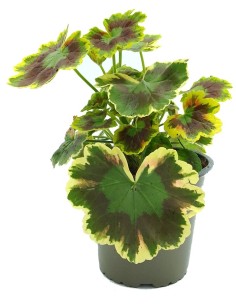 Geranio Zonal matizado (maceta 13 cm ø)