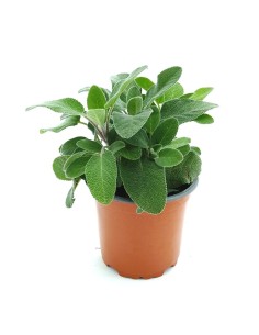 Salvia