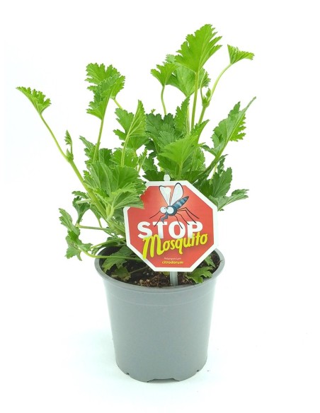 Géranium anti-moustique à 4,35€ chez Germigarden