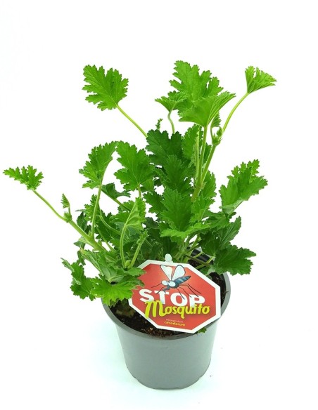 Géranium anti-moustique à 4,35€ chez Germigarden