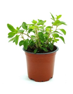 Plante de marjolaine à 1,75€ chez Germigarden