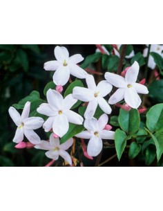 Jazmin chino a partir de 9,60€ en Germigarden