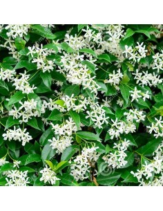Comprar ryncospernum jasminoides en Germigarden