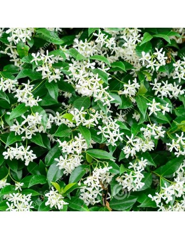 Comprar ryncospernum jasminoides en Germigarden