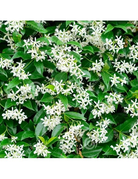 Compre Trachelospermum jasminoides ou jasminóides em Germigarden