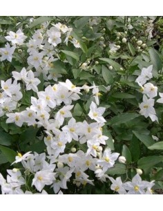 Jazmín solano o solanum jasminoides