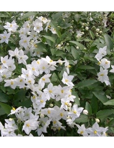 Solanum jasminoides