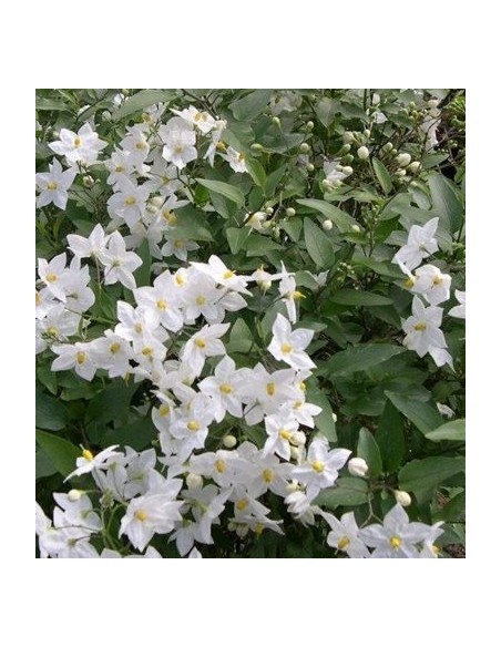 Solanum jasminoides