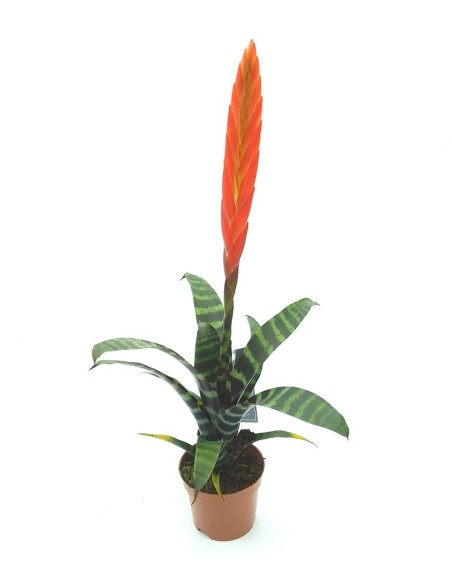 Achetez vriesea splendens pour 12,95 € chez Germigarden