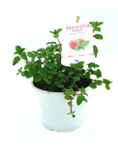Menta sabor fresa ecologica (maceta 13 cm Ø)