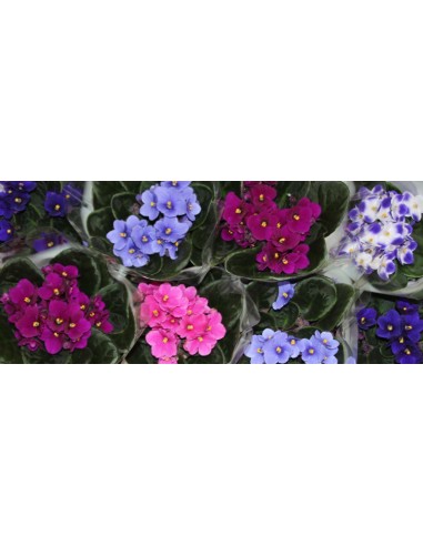 Comprar violeta africana por 5,35€ en Germigarden
