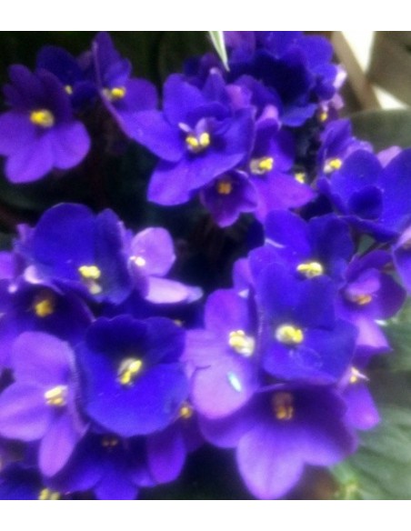 azul