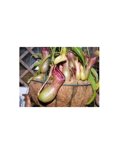 Comprar carnivora nepenthes por 19,95€ en Germigarden