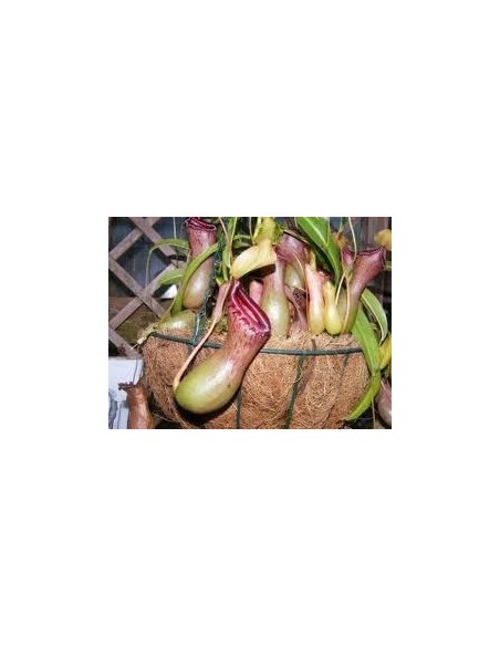 Comprar carnivora nepenthes por 19,95€ en Germigarden